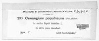 Sclerencoelia fascicularis image